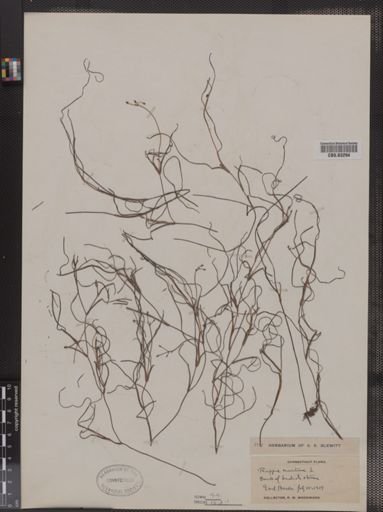 Ruppia maritima