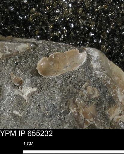 undet. Bivalvia