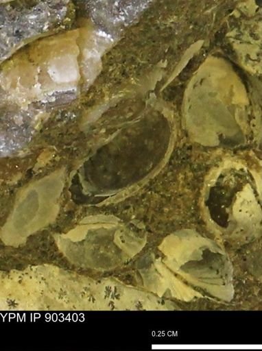 Corbulamella sp.