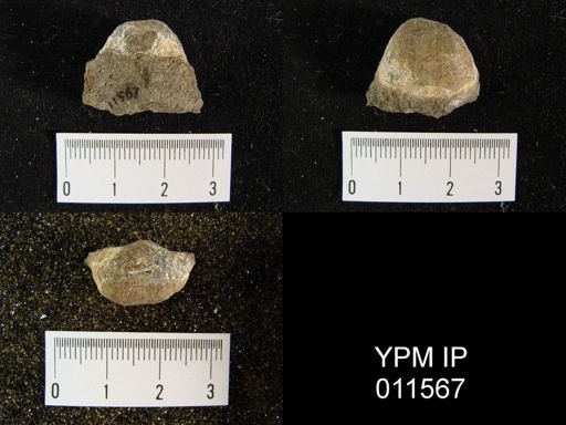 Avonia walcottiana costata