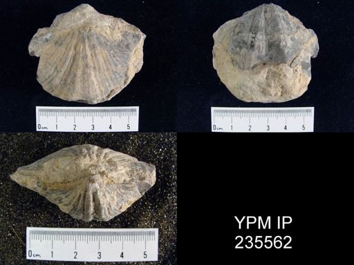 Neospirifer cameratus