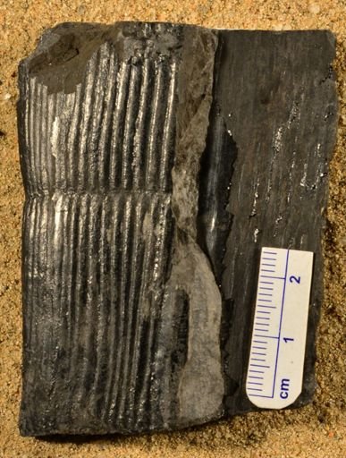 Calamites sp.