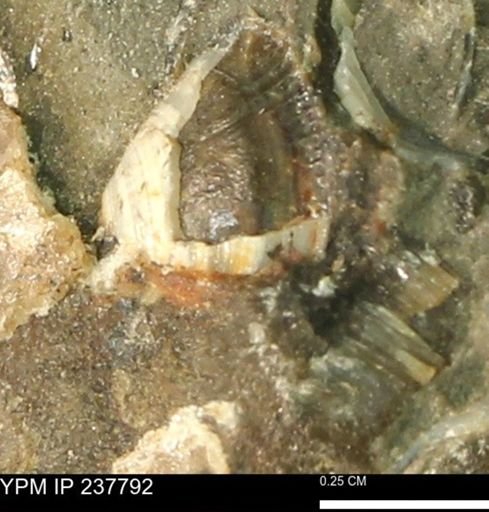 undet. Bivalvia