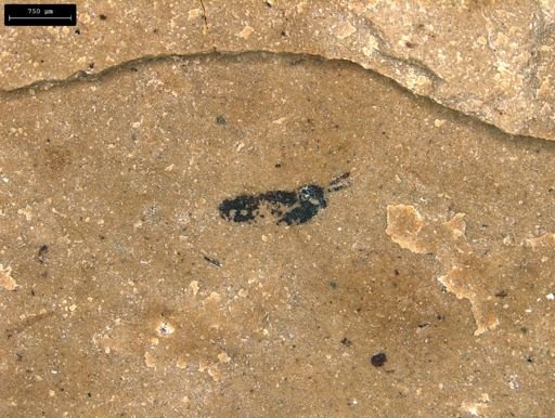 taxon undetermined