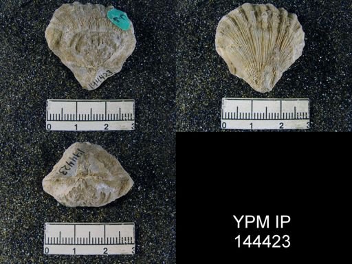 Streptorhynchus (Kiangsiella) pectiniformis