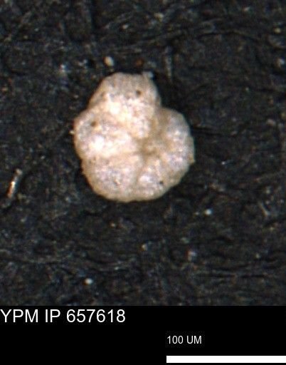Alveolophragmium linki