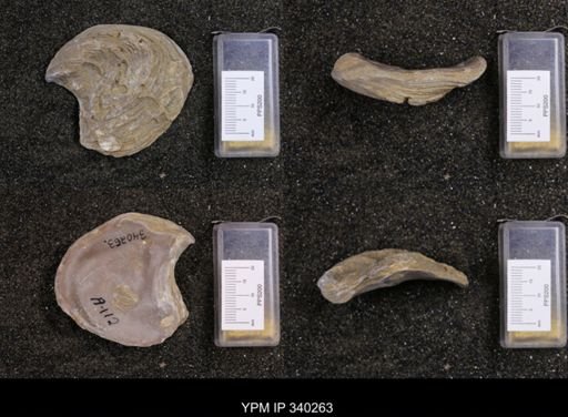 Gryphaea navia