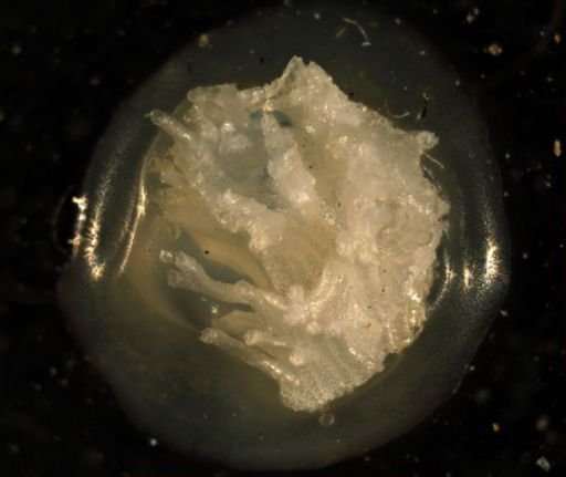 Tubulipora