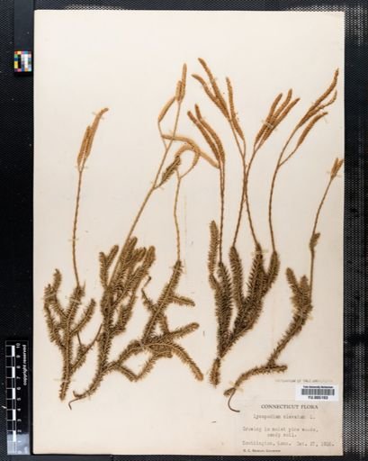 Lycopodium clavatum