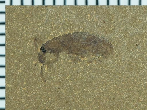 undet. Curculionidae