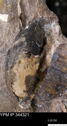 Limopsis striatopunctatus