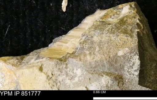 undet. Inoceramidae