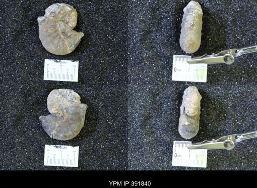 Scaphites whitfieldi