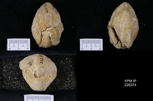 Terebratula grandis