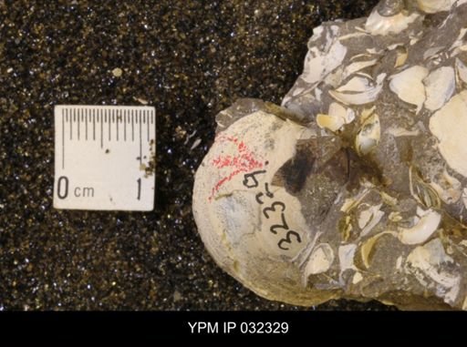 undet. Scaphitidae