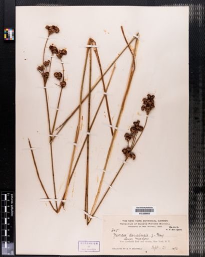 Juncus canadensis