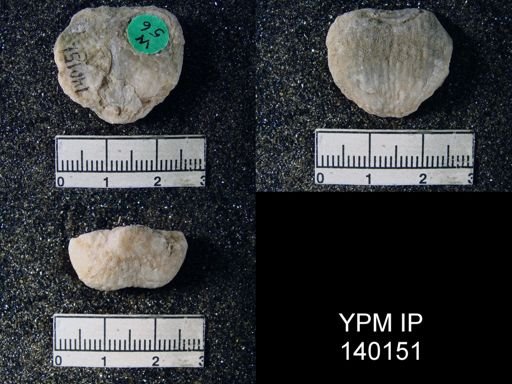 Productus sp.