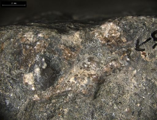 Aplocoma damesii
