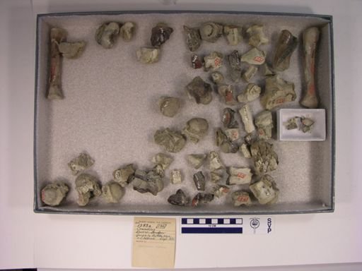 Crocodilus