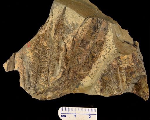 Cladophlebis readi