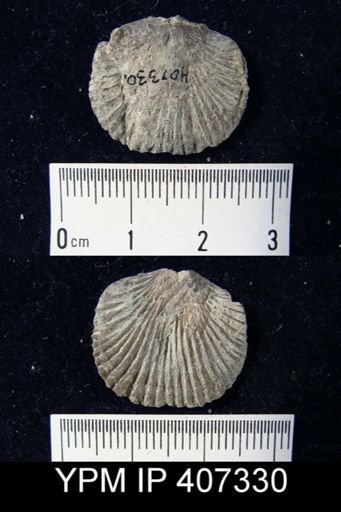 Dinorthis charletona