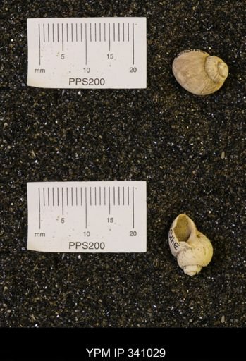 Euspira sp.