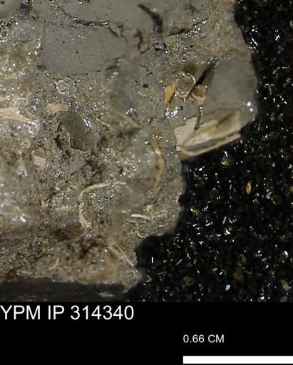 undet. Scaphopoda