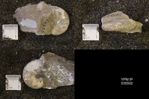 Discoscaphites conradi