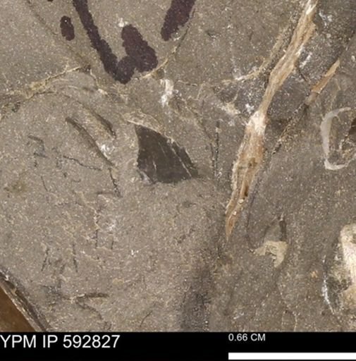 undet. Bivalvia