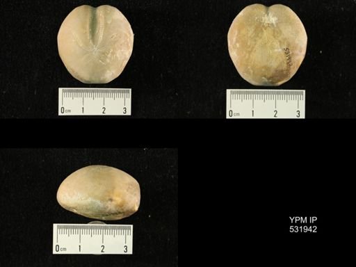 Heteraster texanus