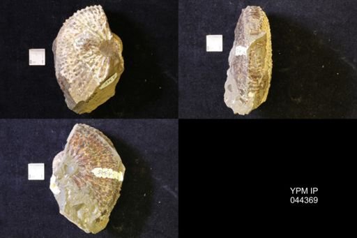 Jeletzkytes nebrascensis