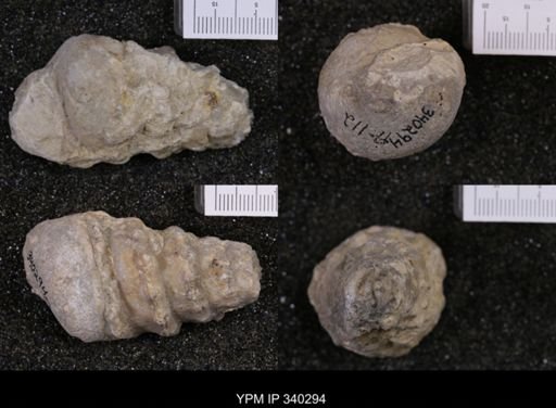 Cerithium bosquense