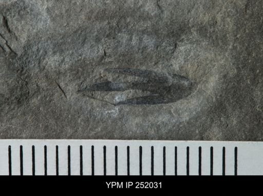 Eurypterus sp.