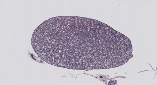 Rana clamitans
