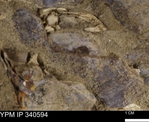 Ostrea glabra