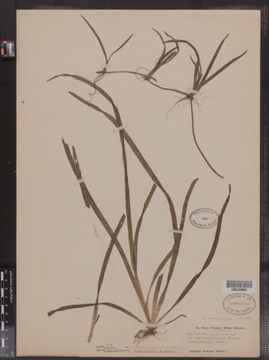 Vallisneria spiralis