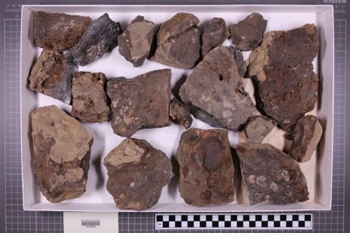 mixed taxa, stratigraphic collection
