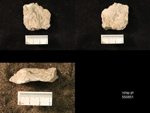 Marginifera wabashensis