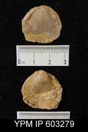 Rhipidomella michelini