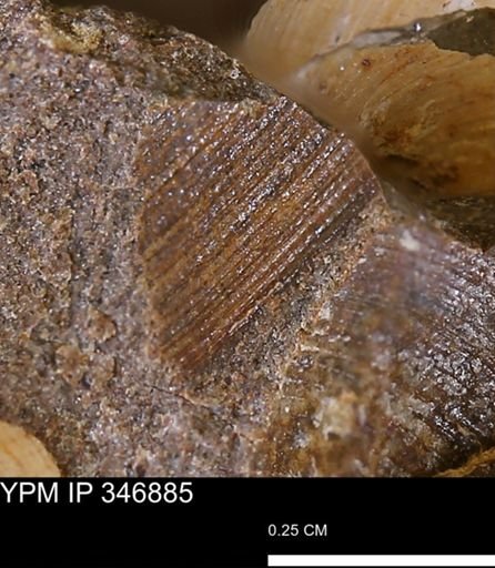 Limopsis striatopunctatus