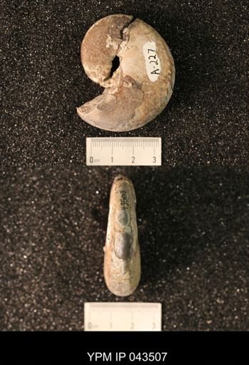 Hoploscaphites nicolletii