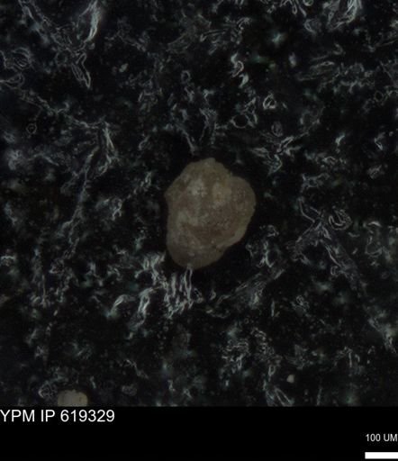 undet. Foraminiferida
