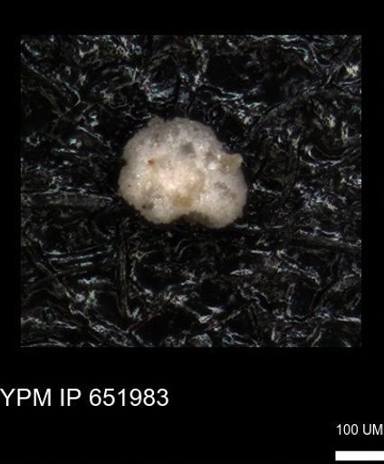 undet. Foraminiferida