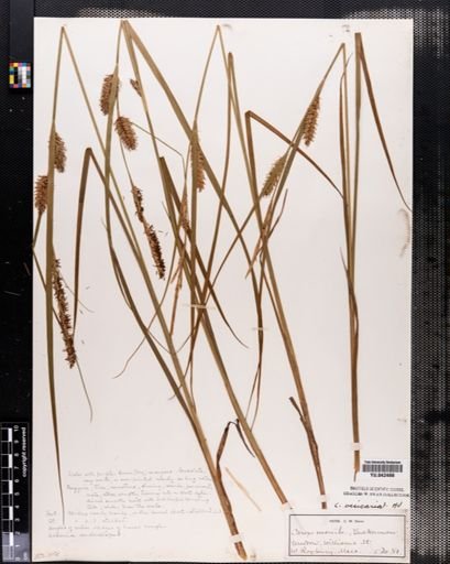 Carex vesicaria