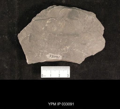 Mormolucoides articulatus