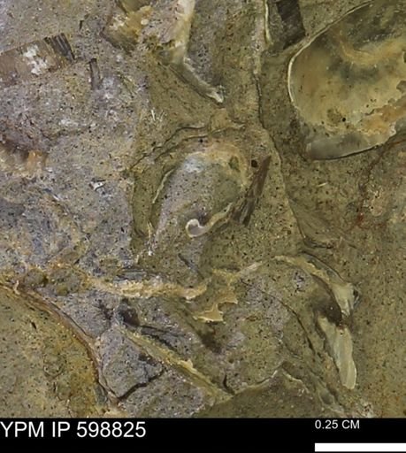 undet. Mollusca