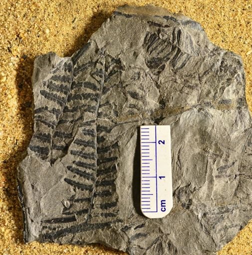 Pecopteris