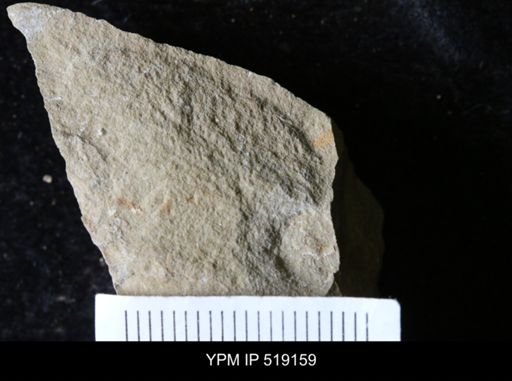 undet. Ichnofossil