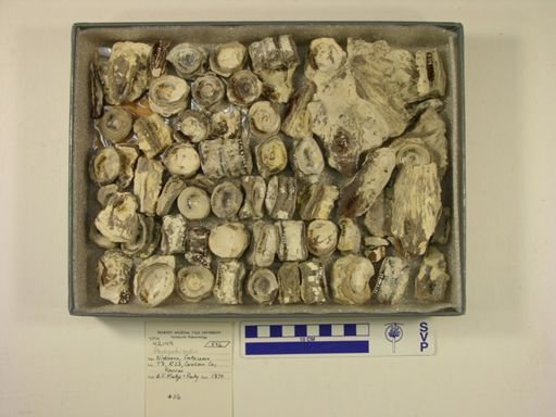 Pachyrhizodus sp.