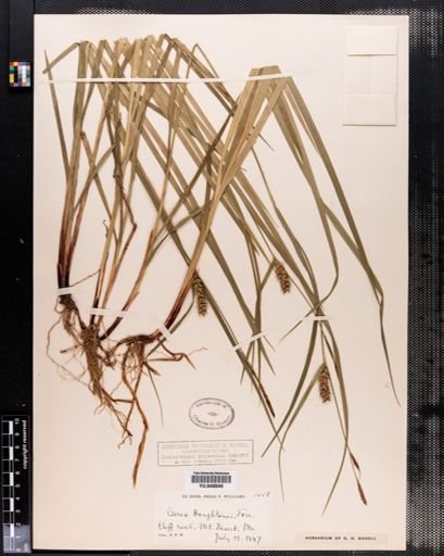 Carex houghtonii